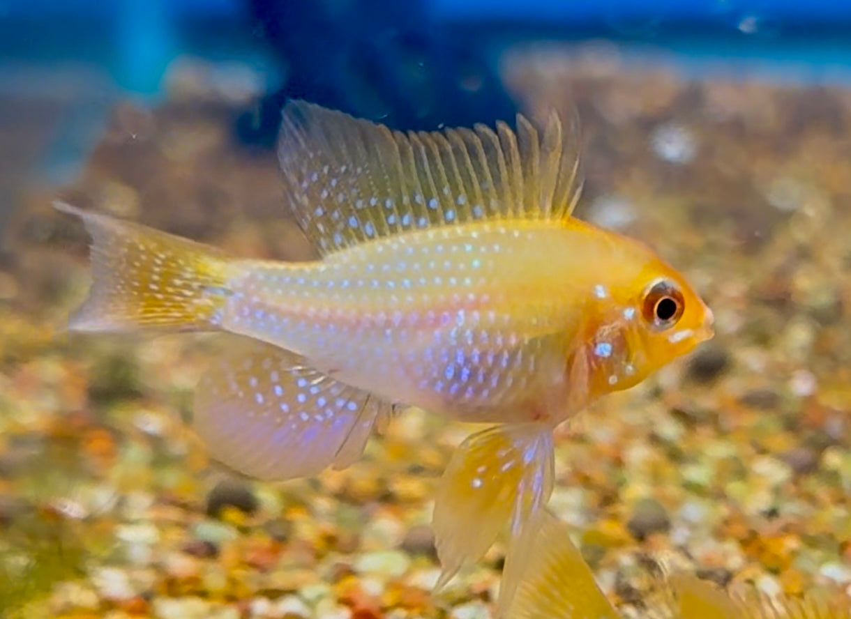 Fluval FX4 Canister Filter – Reeflifeaquariums.com