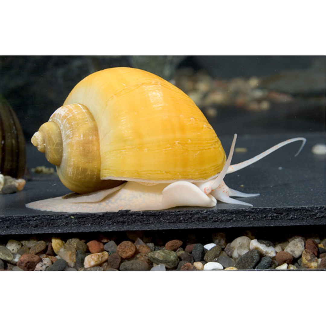 Gold Mystery Snail