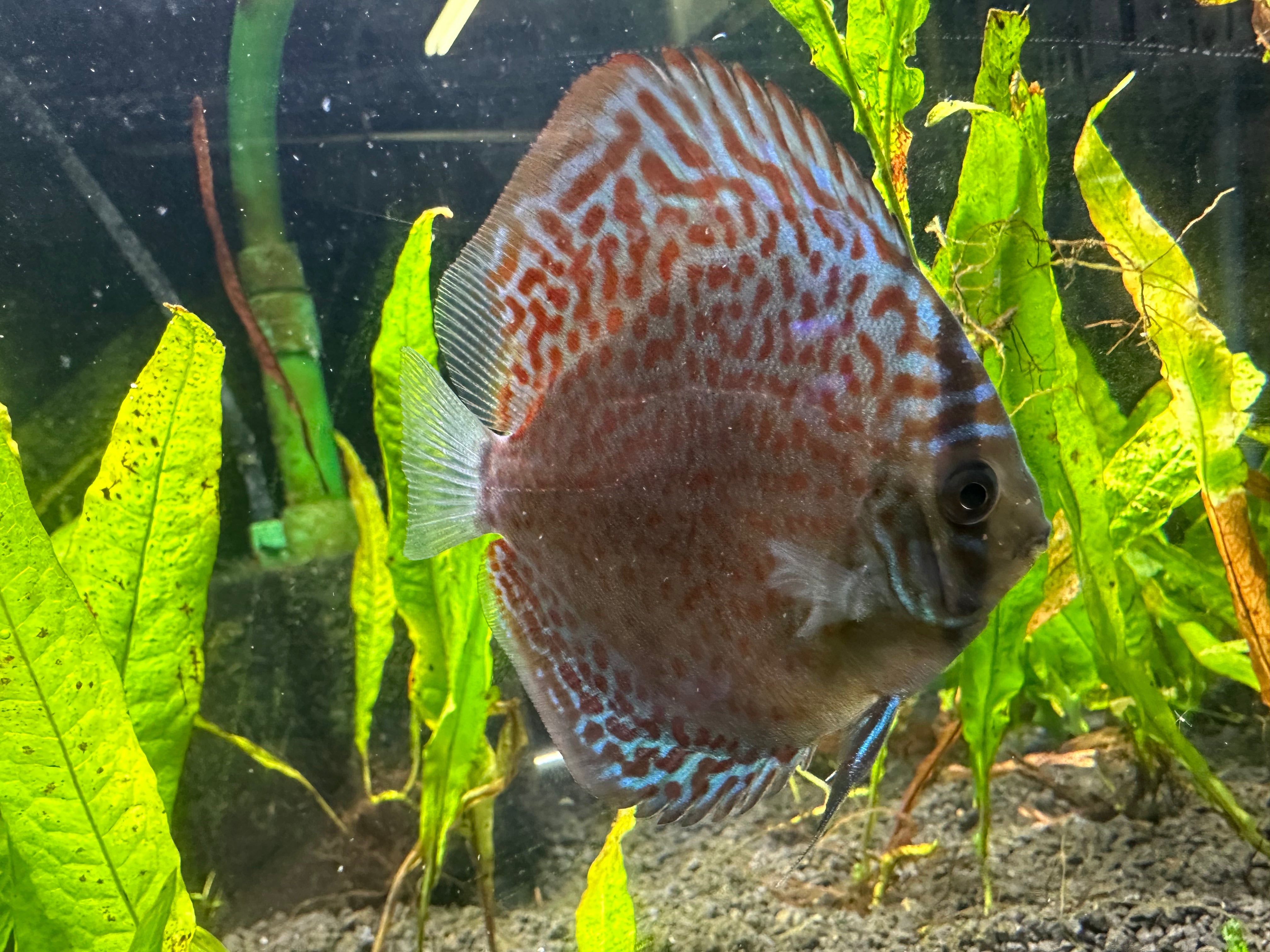 Discus · Reeflifeaquariums.com
