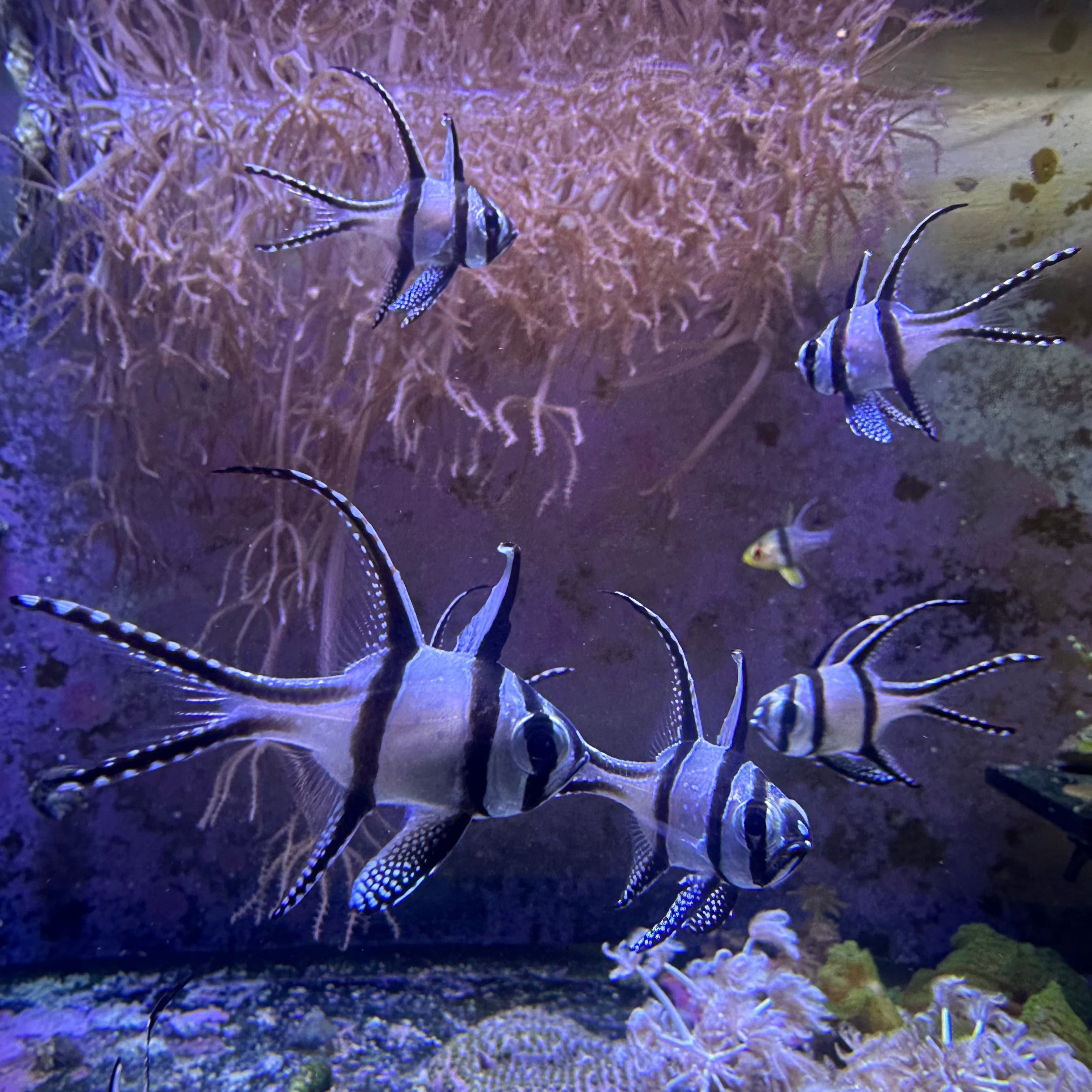 Assorted Cardinal Fish Cardinalfish · Reeflifeaquariums.com