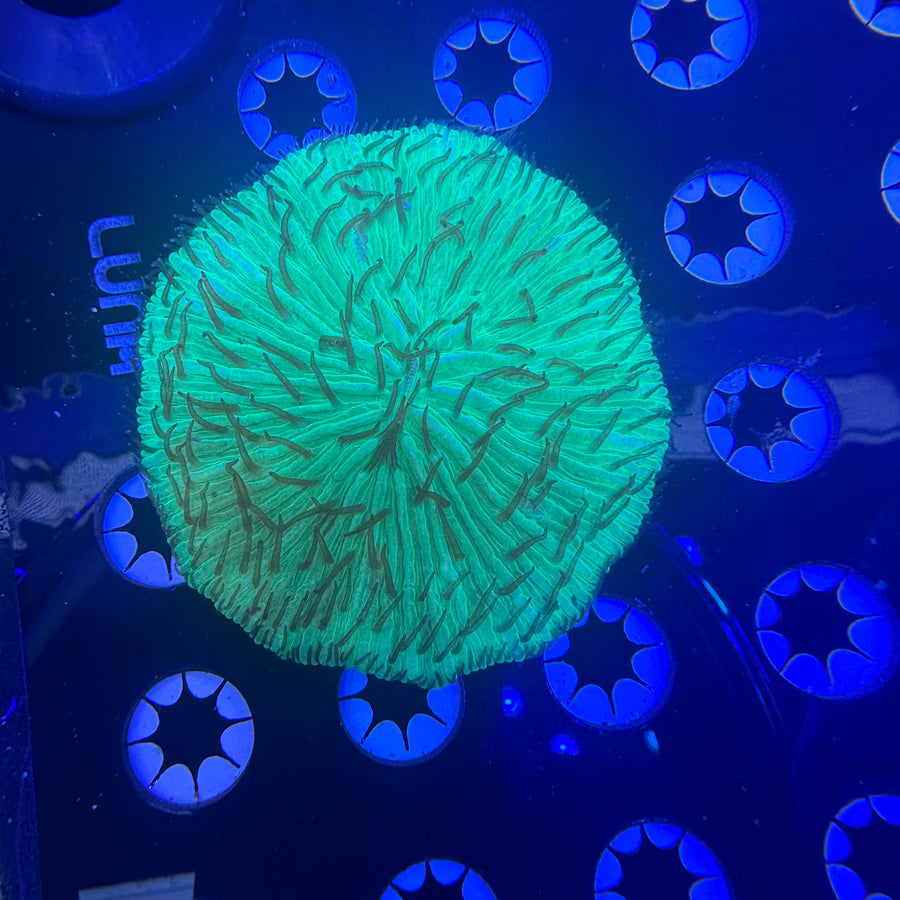 Metallic Green Plate Coral