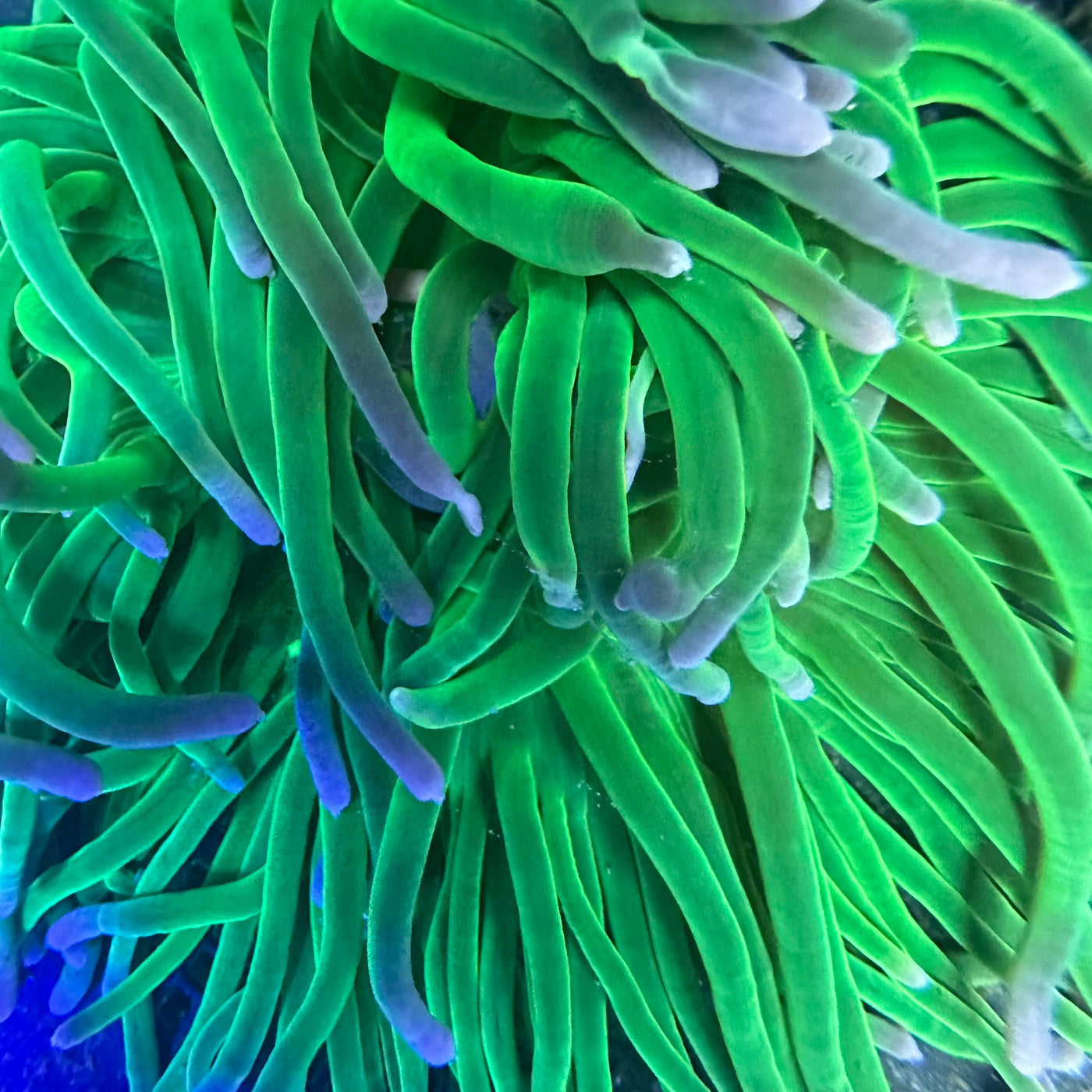 Ultra Long Tentacle Anemone