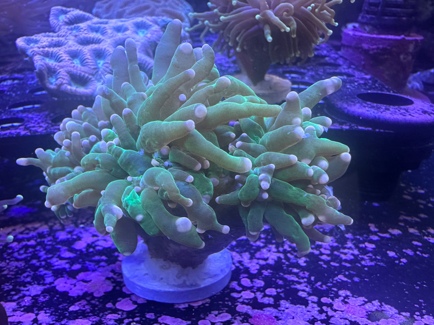 Malaysia Cotton Candy Torch Coral