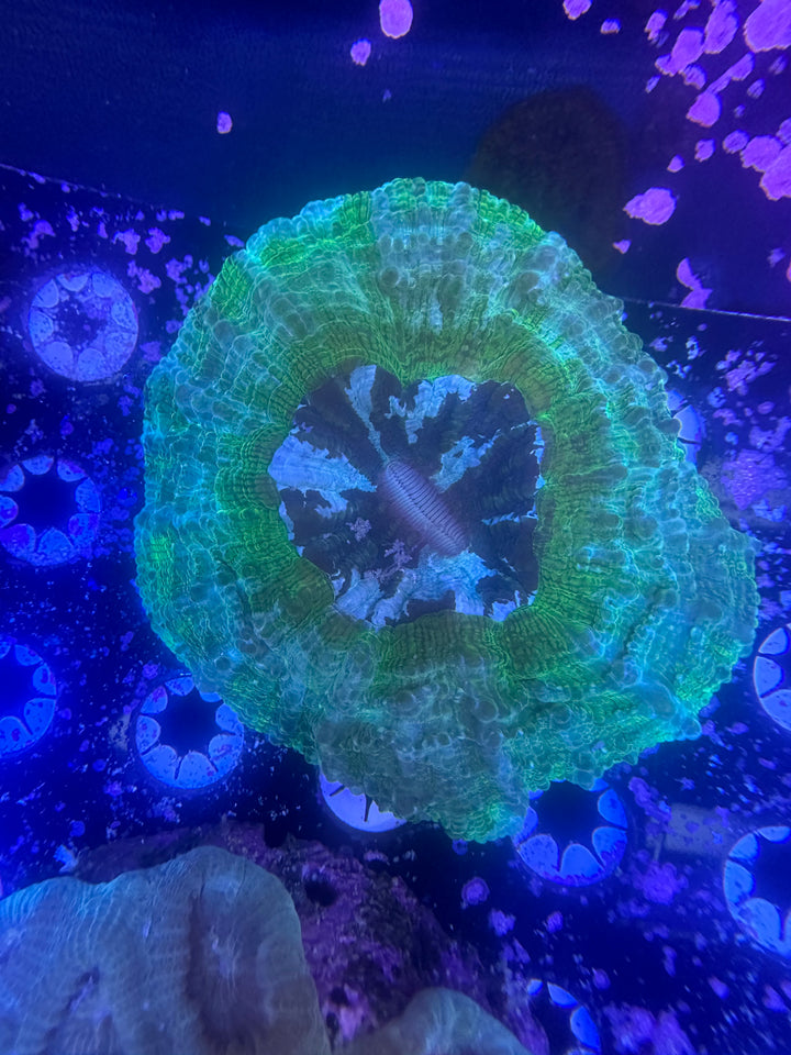 Toxic Green Acanthophyllia