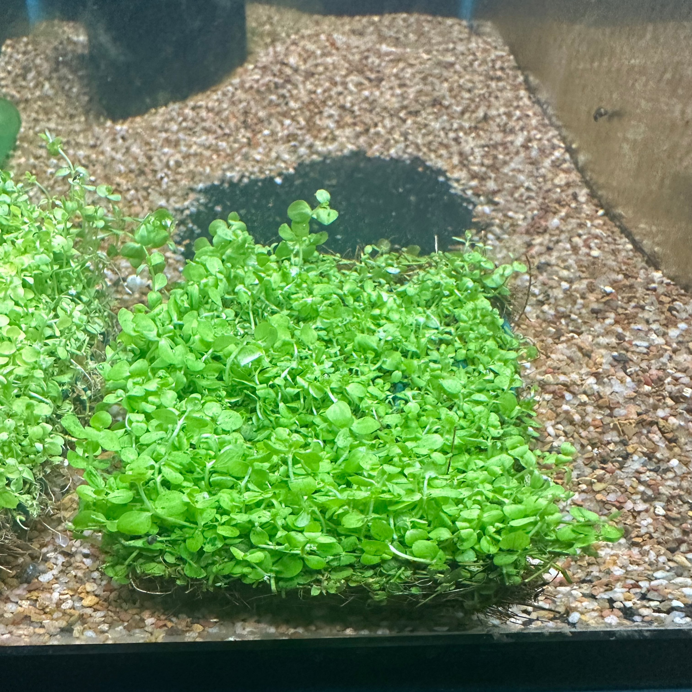 Micranthemum Tweediei Monte Carlo Mat 5" x 3"