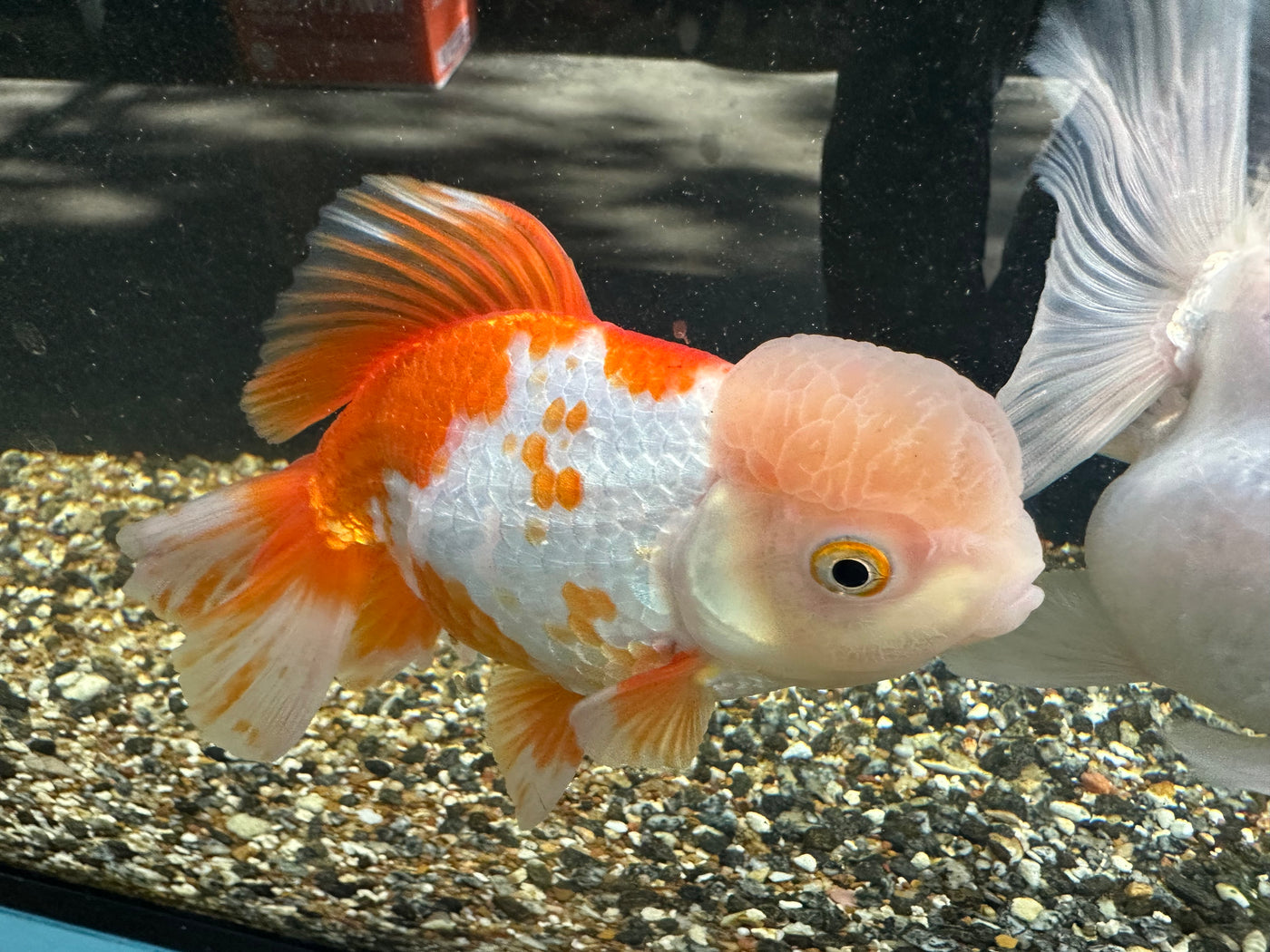 Assorted Oranda Goldfish XL