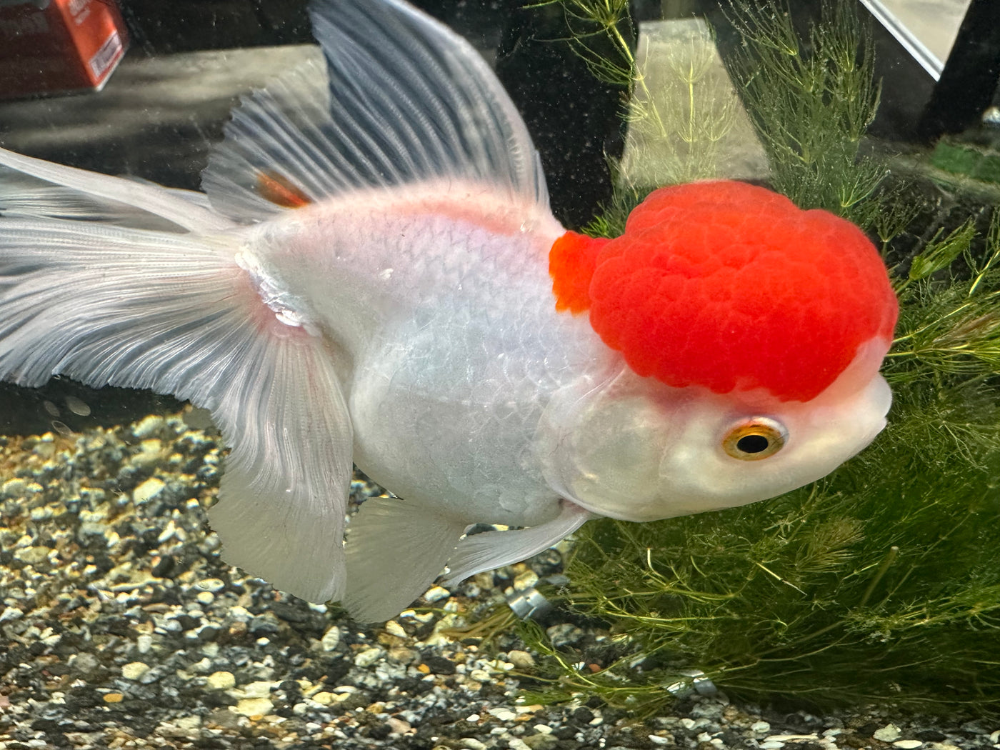Assorted Oranda Goldfish XL