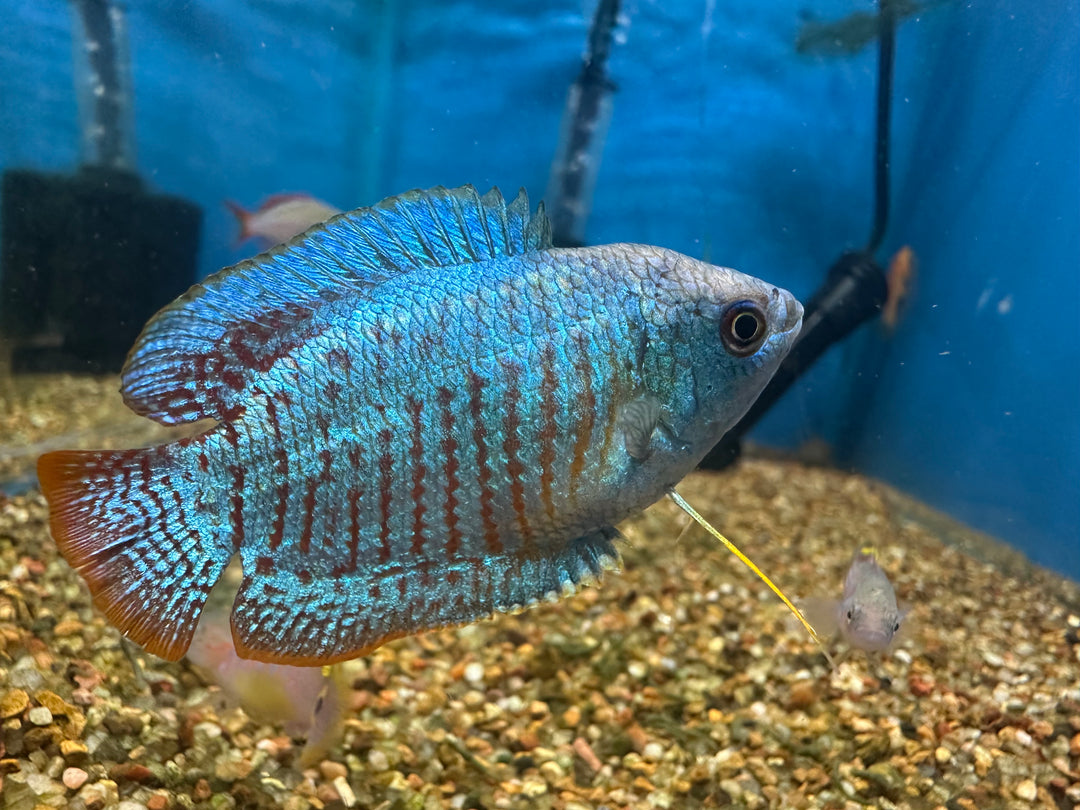 Cobalt Blue Dwarf Gourami Male