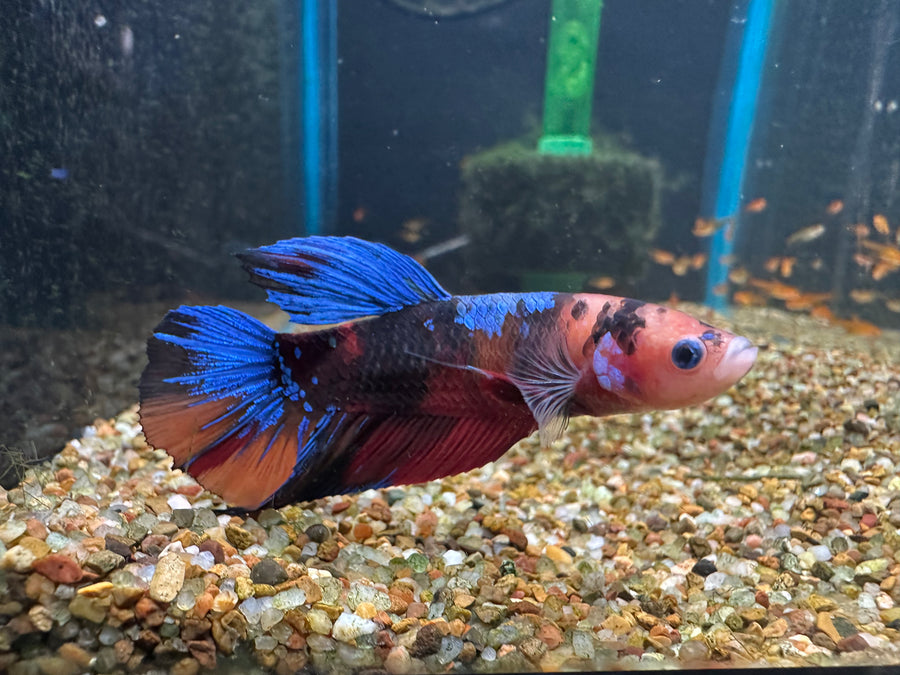 Giant Koi Male