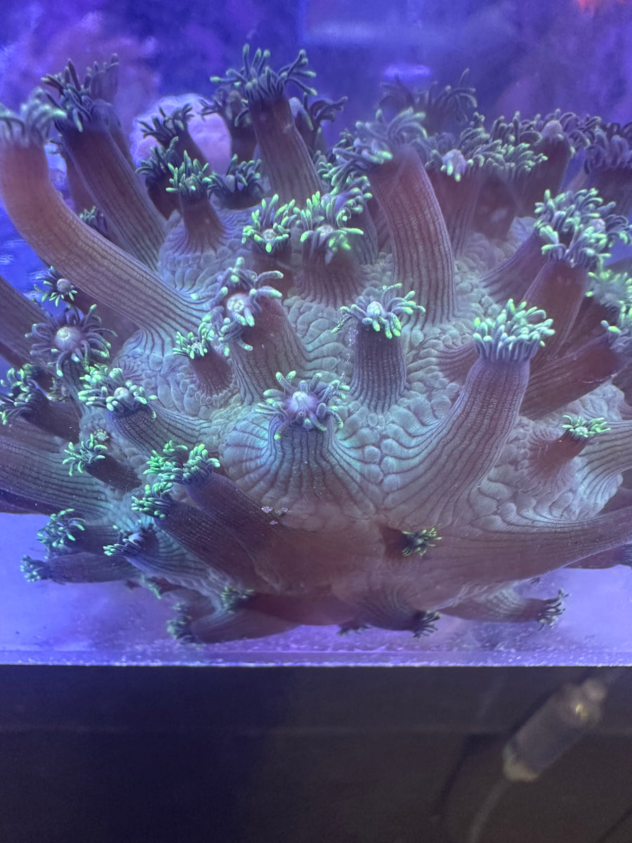 Aussie Long Polyp Green Goniopora