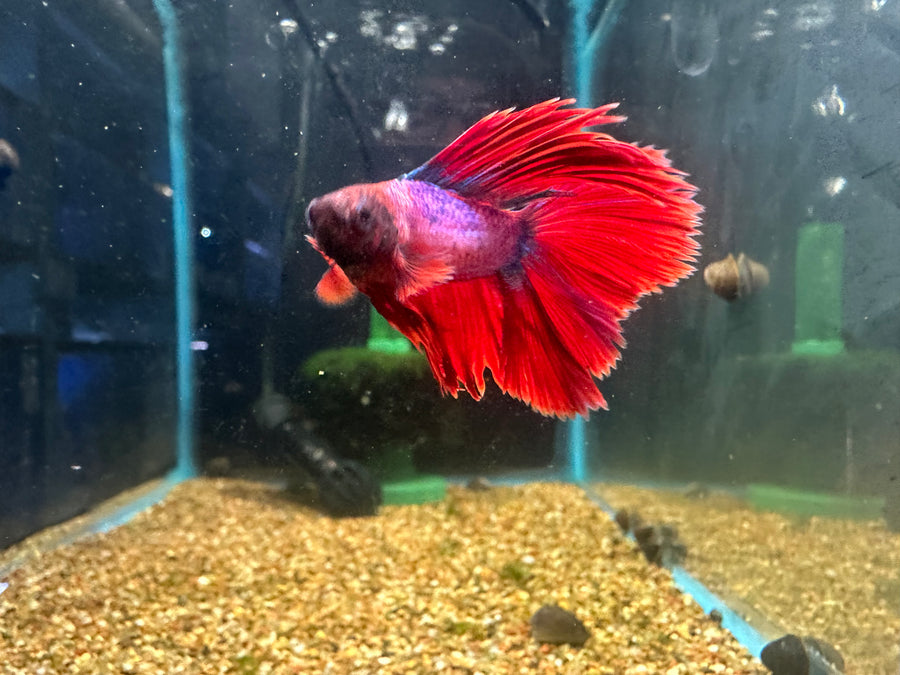 Twintail Halfmoon Male Betta