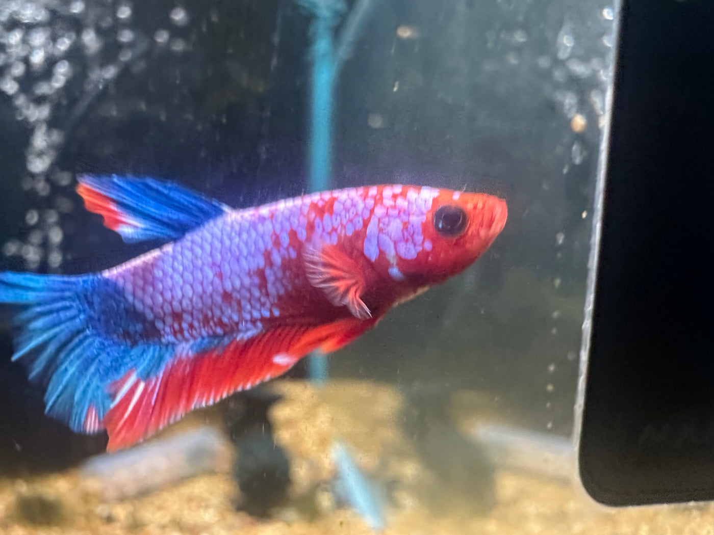 Hellboy Plakat Betta Male
