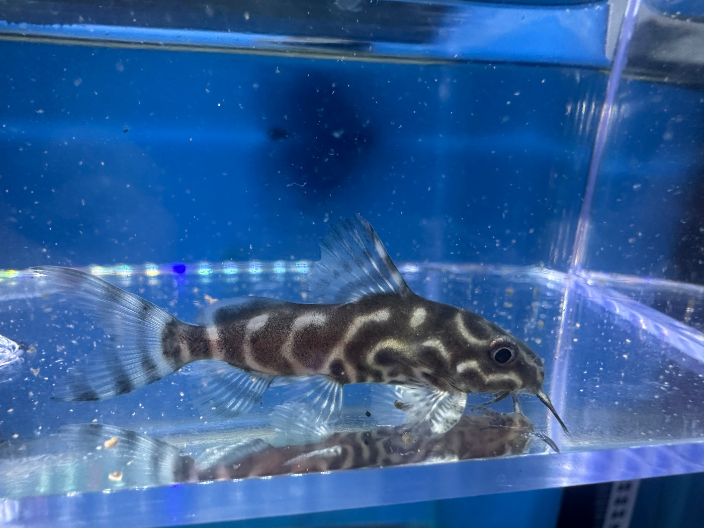 Synodontis Angelicus x Eupterus Hybrid