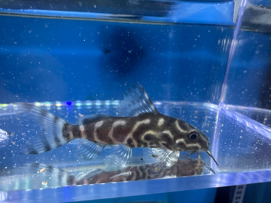 Synodontis Angelicus x Eupterus Hybrid
