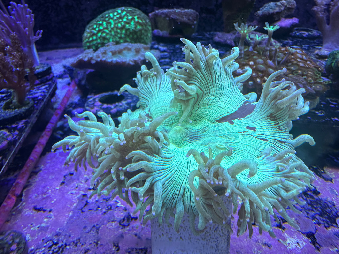 Elegance Coral (Australian)