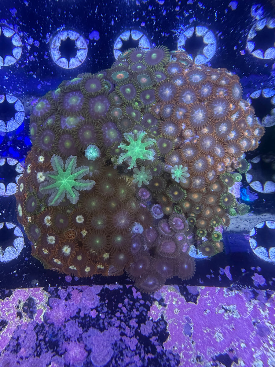 Ultra Color Zoanthid