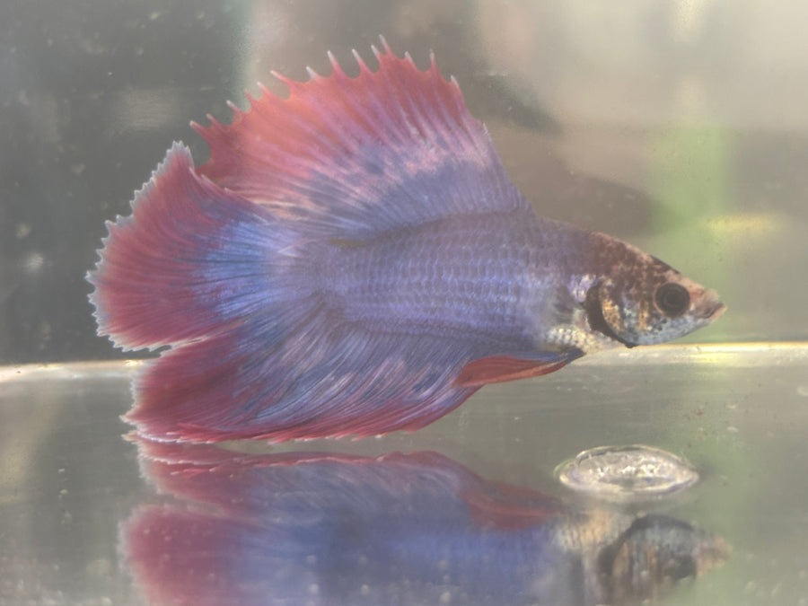 Twintail Halfmoon Male Betta