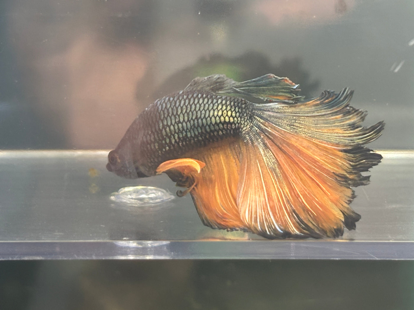 Mustard Gas Male Betta BT2D