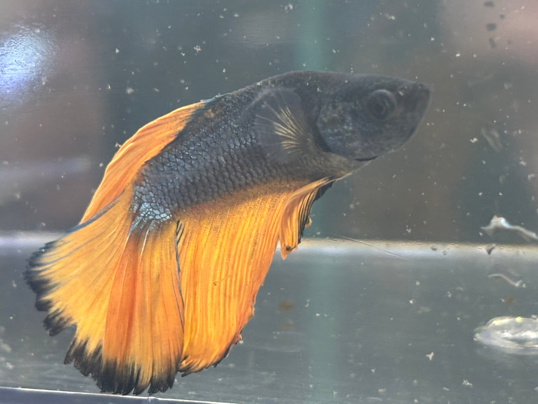 Mustard Gas Male Betta BT2D