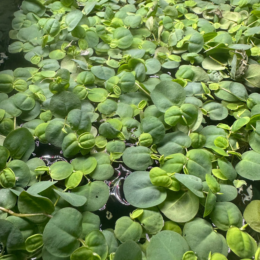 Red Root Floater