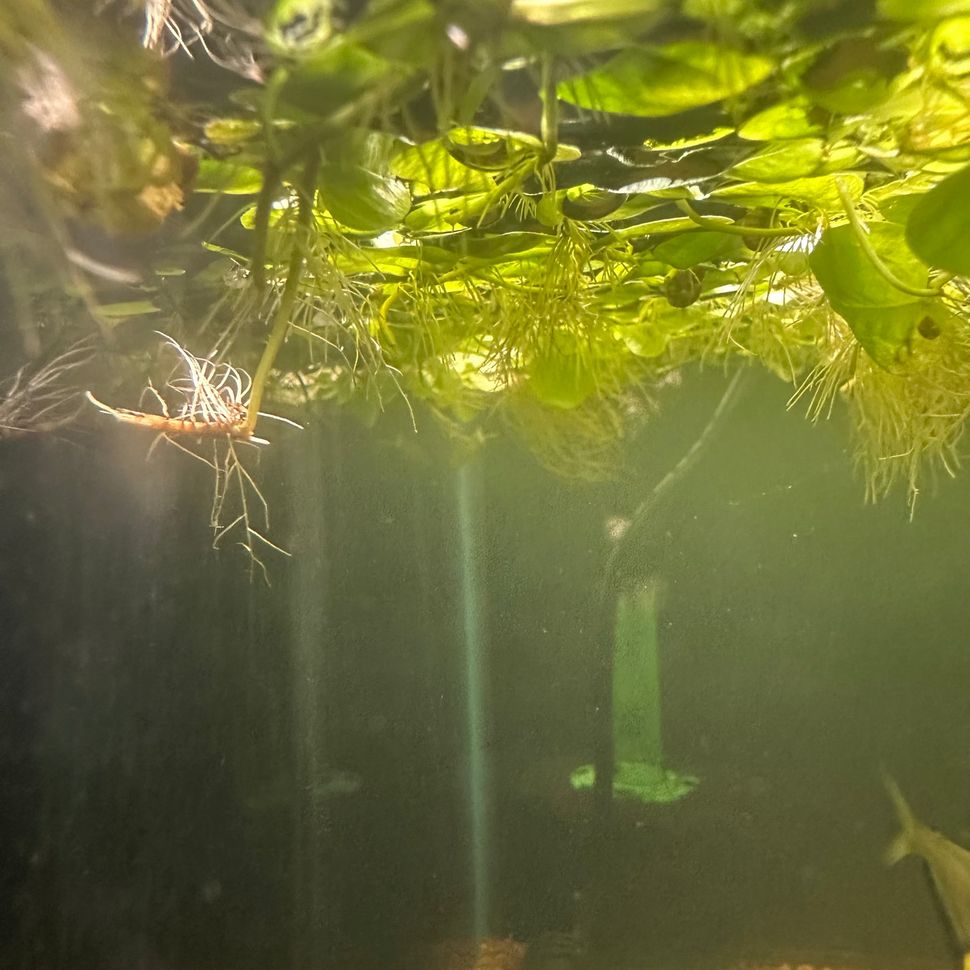 Red Root Floater