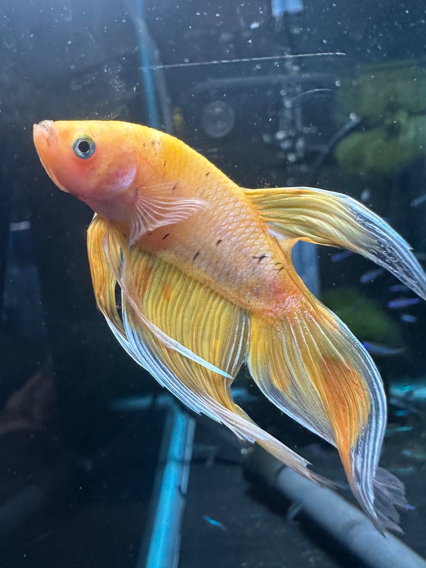 Golden Rose Veiltale Male Betta
