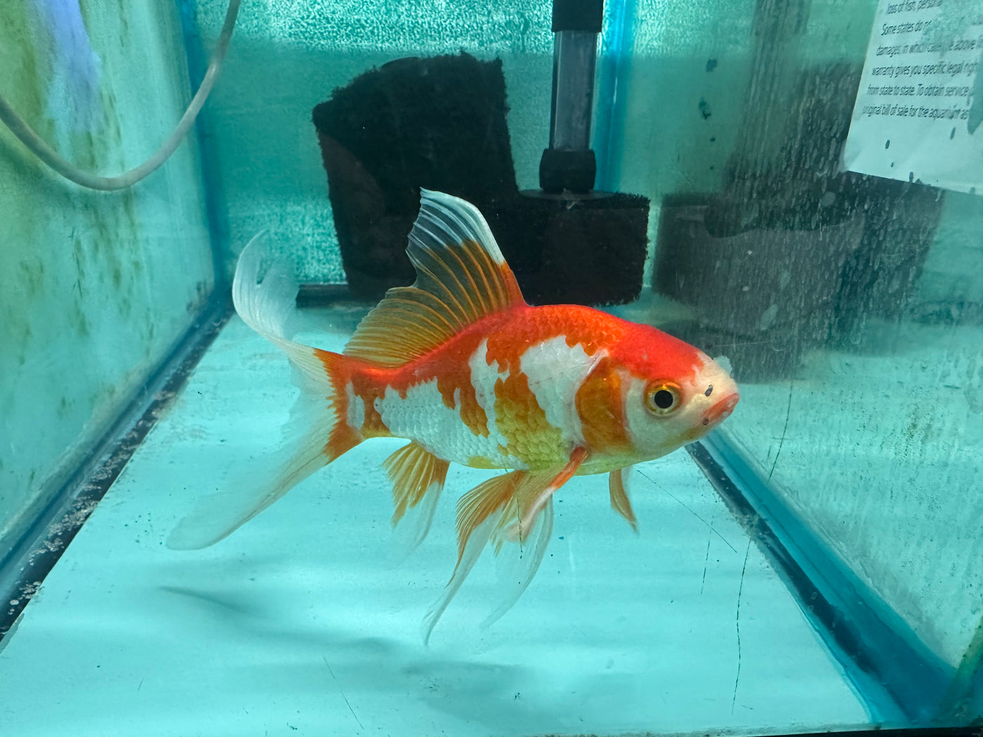 Assorted Goldfish 4-5"
