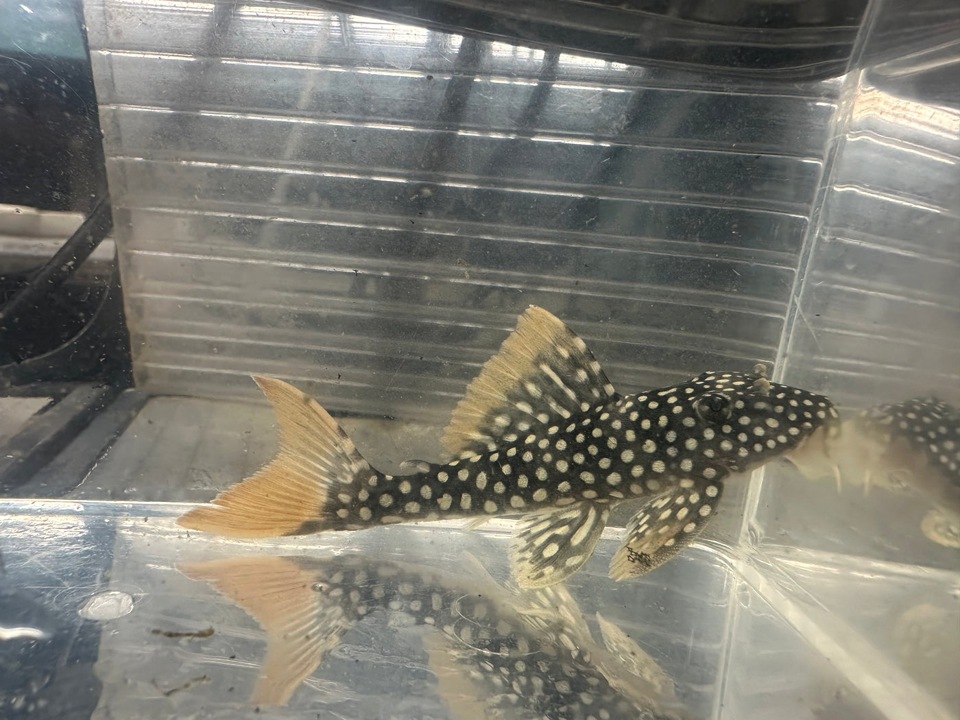 Sunshine Pleco L014 3"