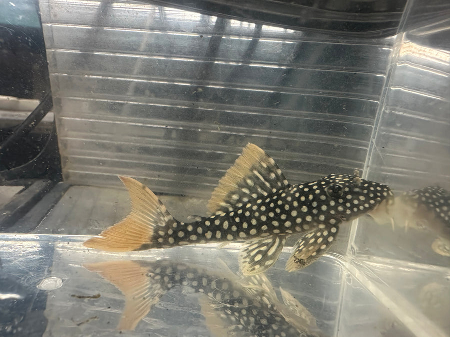 Sunshine Pleco L014 3"