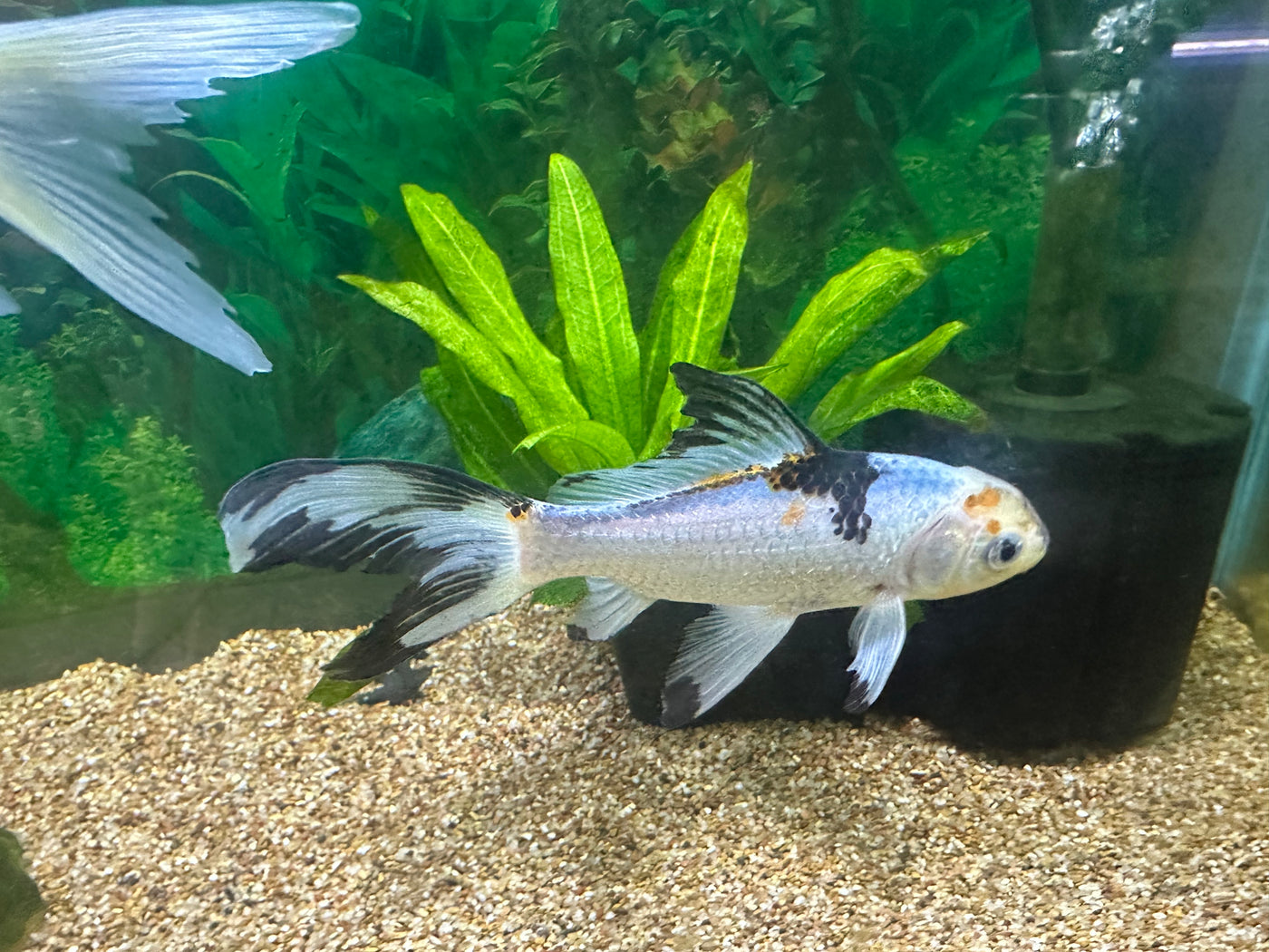 Goldfish 4-5" WYSIWGY 2