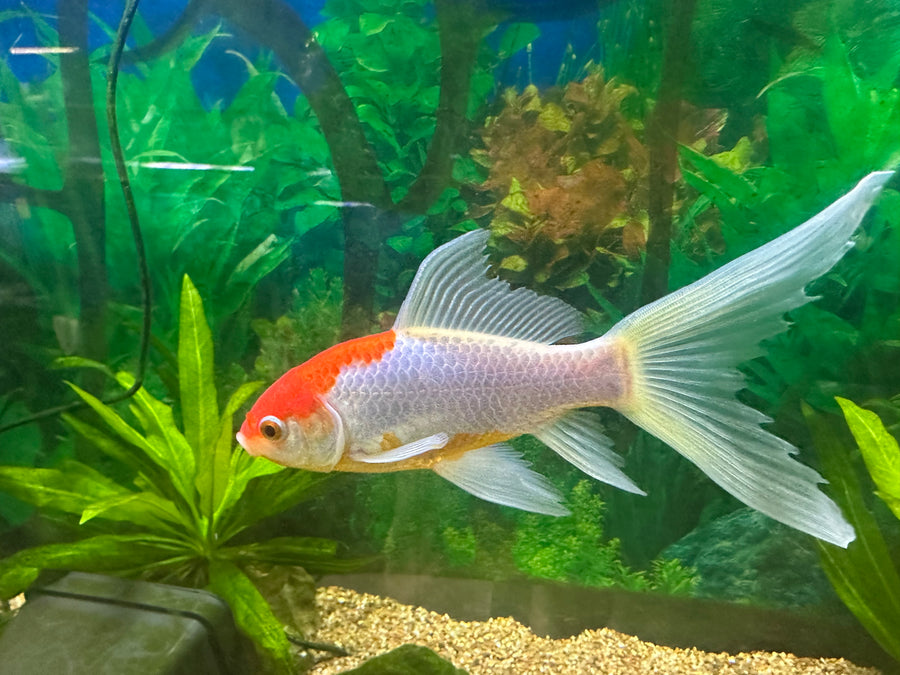 Goldfish 4-5" WYSIWGY 3