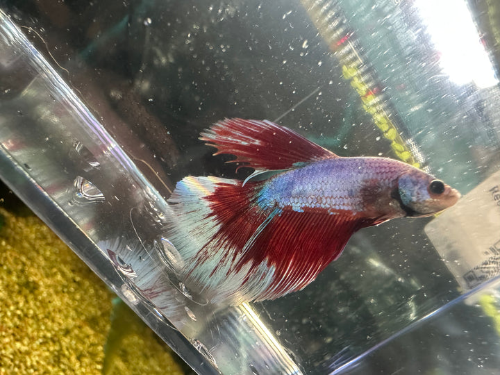 Super Delta Betta Male BT1B