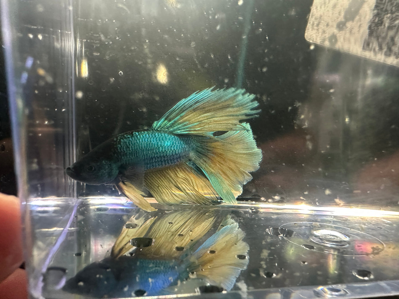 Super Delta Betta Male BT1E