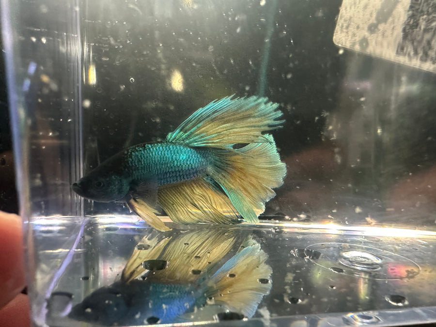 Super Delta Betta Male BT1E