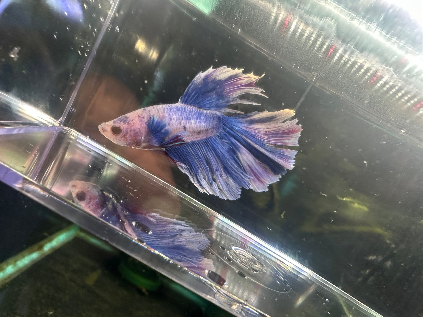 Super Delta Betta Male BT1A