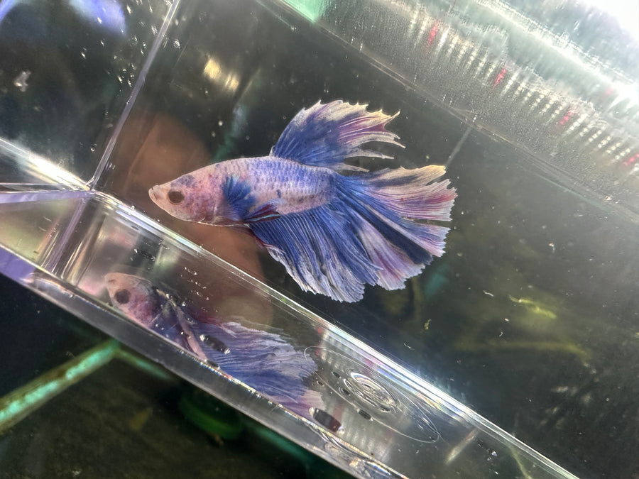 Super Delta Betta Male BT1A