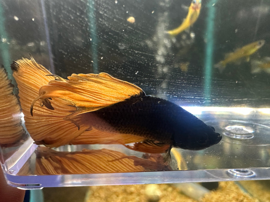 Mustard Gas Male Betta BT2B