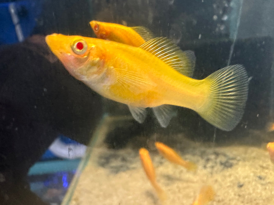 Gold Sailfin Molly