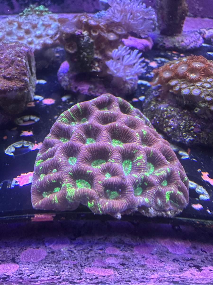 Green Splatter Goniastrea
