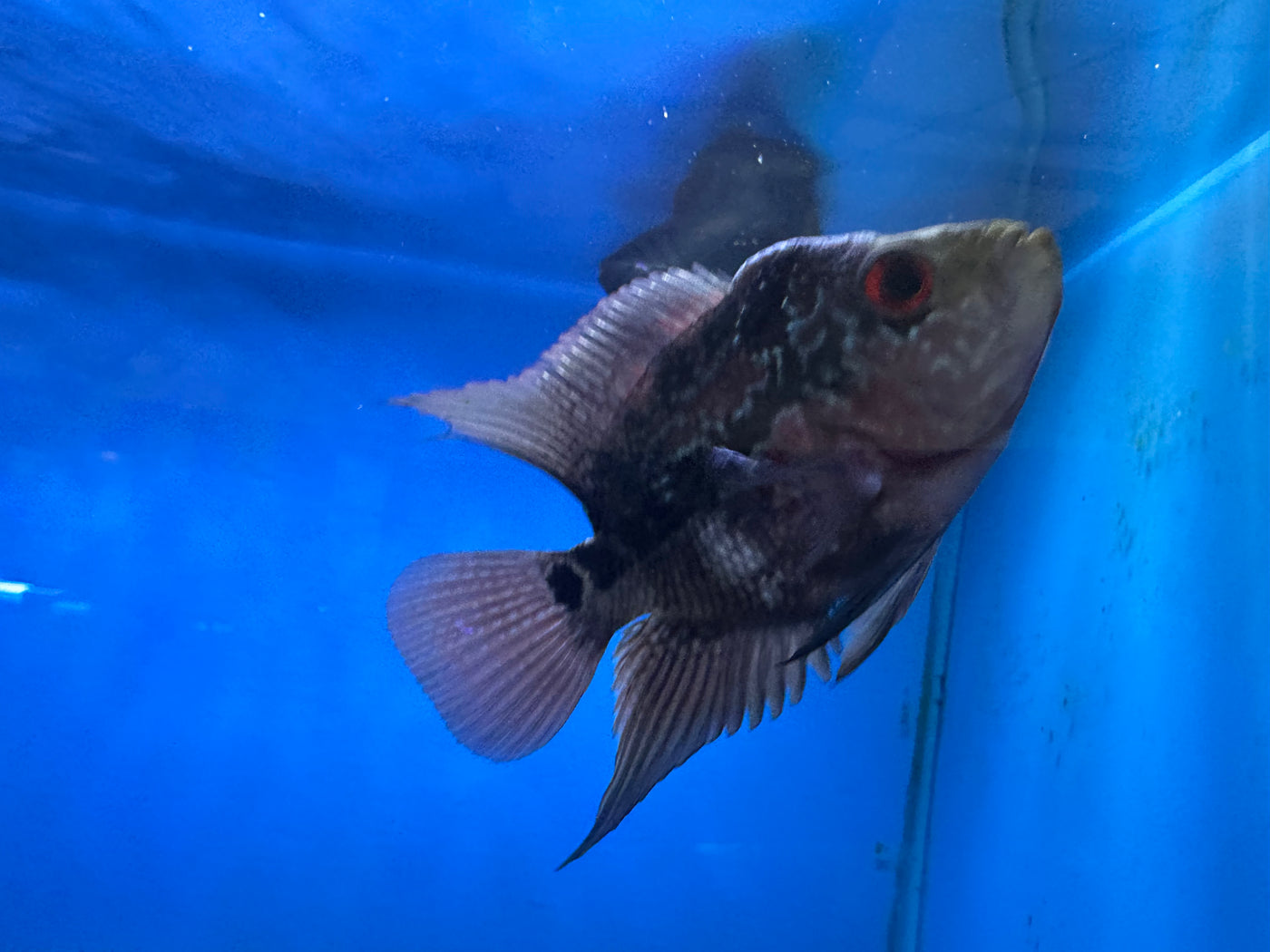 Cherry Hump Head Flowerhorn Cichlid