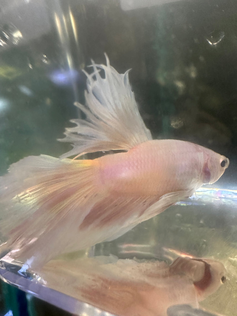 Dumbo Super Delta Betta Male