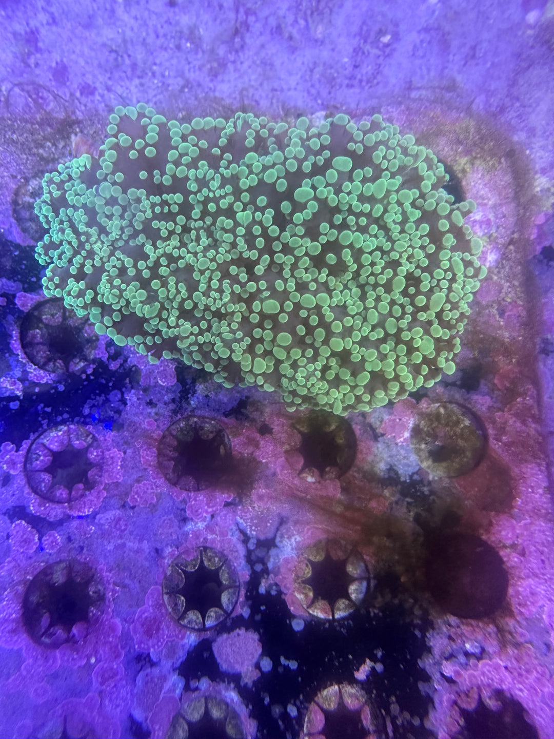 Australian Metallic Frogspawn