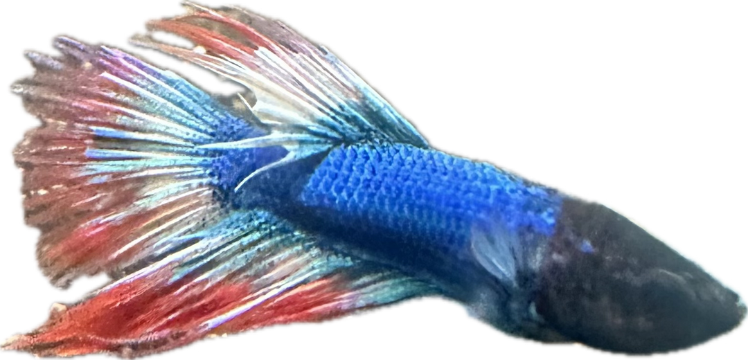 American Flag Betta Male BT1A