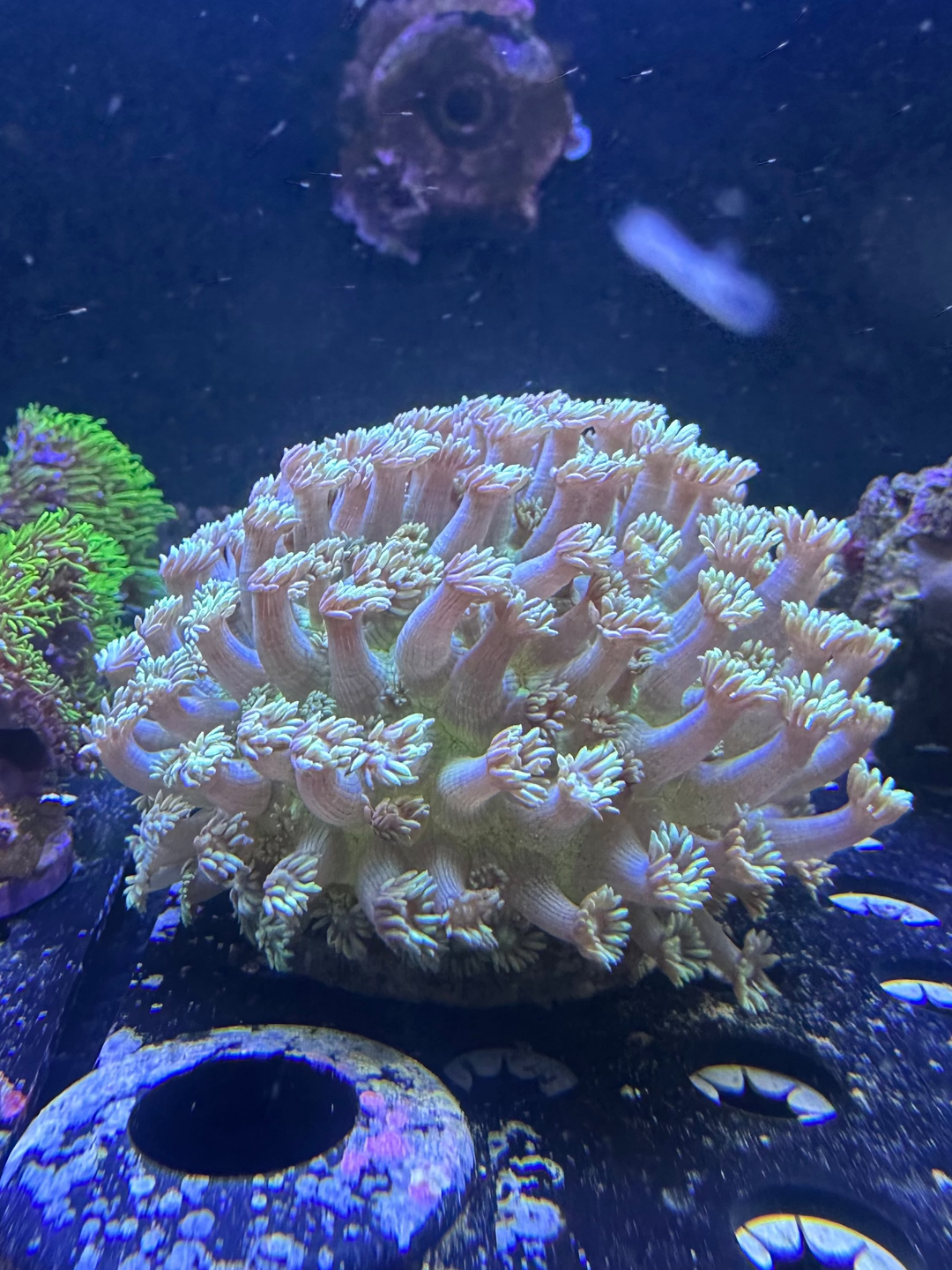 Metallic Green Goniopora Coral - Australia