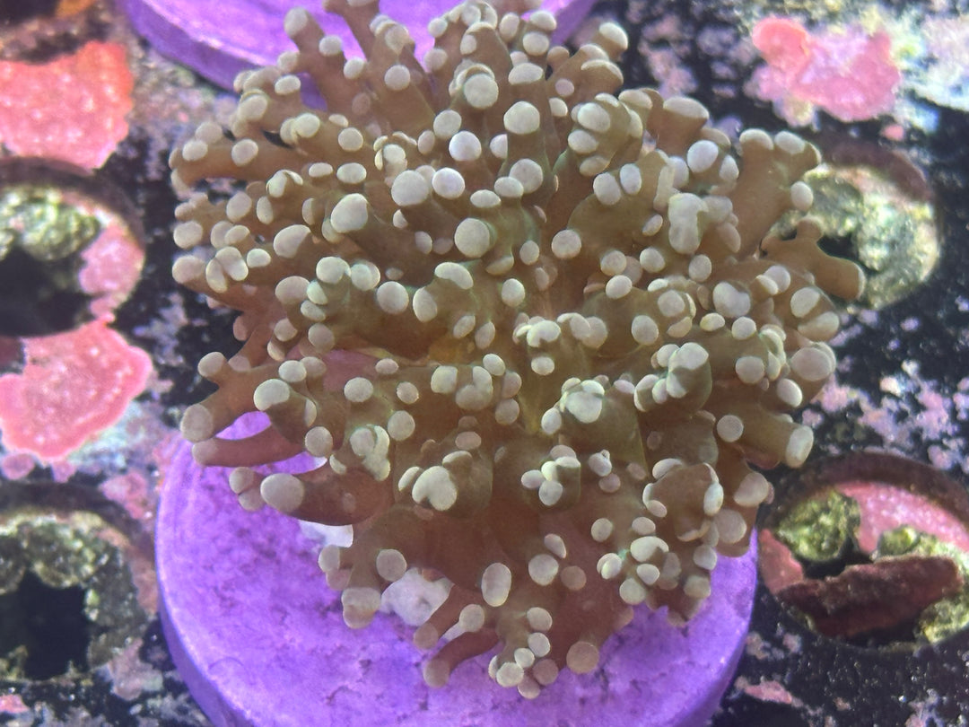 OctoFrogspawn Green
