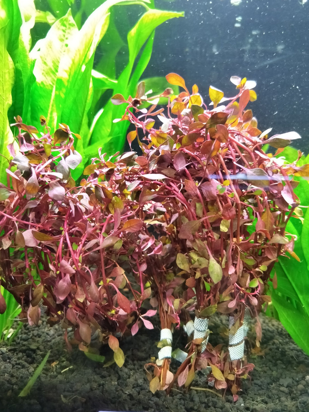 Red Ludwigia Plant Bunched