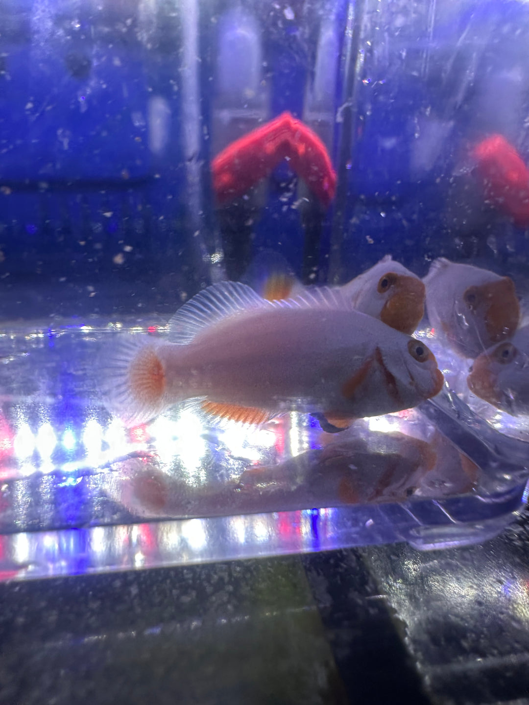 Platinum Ocellaris Clownfish Pair