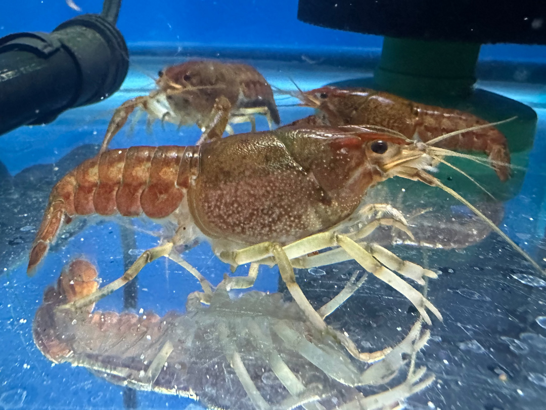 Feeder Crawfish