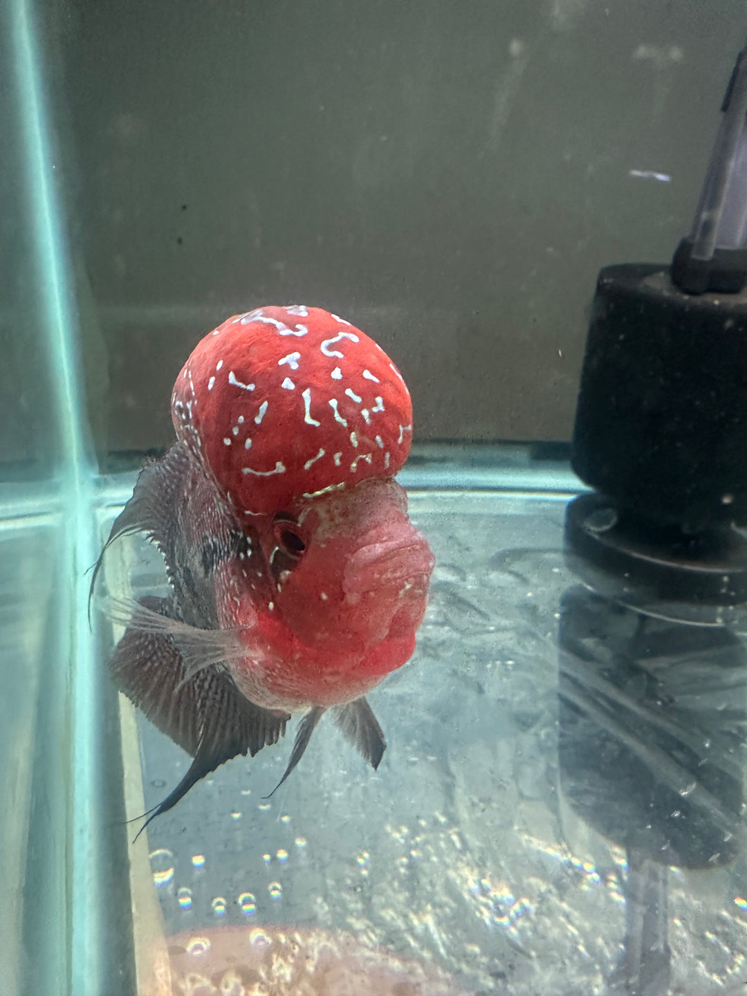 Hump Head Flowerhorn Cichlid