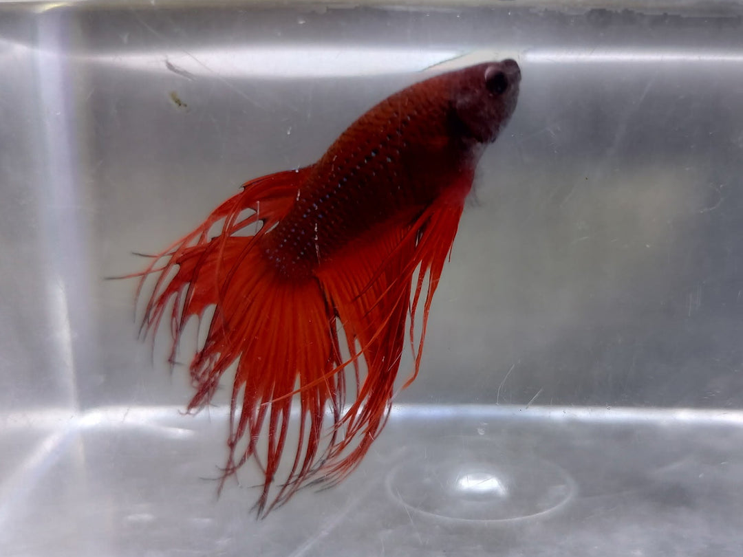 Crowntail Male Betta BT1C